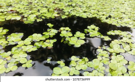 Common Duckweed, Duckweed, Lesser Duckweed