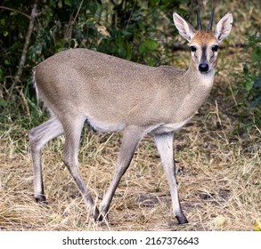 167 Duiker Buck Images, Stock Photos & Vectors | Shutterstock