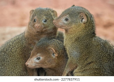 Common dwarf mongoose in detail.  - Shutterstock ID 2277837911