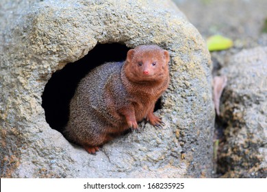 Common Dwarf Mongoose (Helogale Parvula)