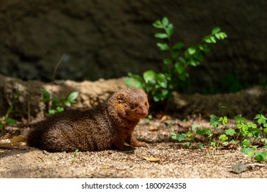 Common Dwarf Mongoose (Helogale Parvula)