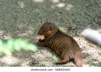 Common Dwarf Mongoose (Helogale Parvula)