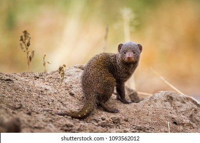 Common Dwarf Mongoose In Kruger National Park, South Africa ; Specie Helogale Parvula Family Of Herpestidae