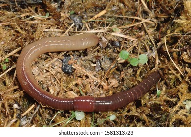 Common Earthworm (Lumbricus Terrestris) Nightcrawler - Shutterstock ID 1581313723