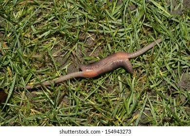 Common Earthworm, Lumbricus Terrestris , Norfolk UK, Mating