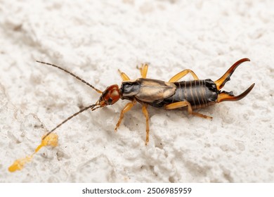 Common Earwig - Forficula auricularia, common reddish-brown insect from European houses, kitchens, gardens and meadows, Zlin, Czech Republic.