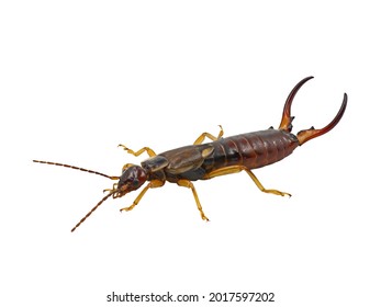 Common earwig, Forficula auricularia, side view of male dermaptera insect isolated on white background