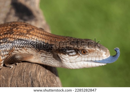 Common Eastern Blue-tongue Lizard showing it's blue tongue