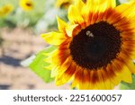 Common eastern bumble bee (Bombus impatiens) perched on orange and yellow sunflower on a sunny day.