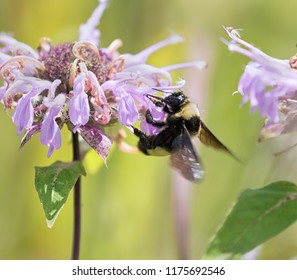 Common Eastern Bumble Bee (Bombus impatiens) in Iowa preria