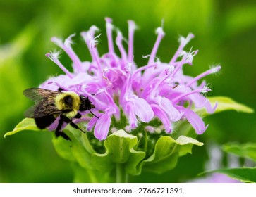 Common Eastern Bumble Bee (Bombus impatiens) pollinating a purple Wild Bergamot flower (Monarda fistulosa) in Waukesha County, Wisconsin.