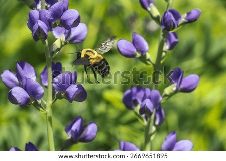 A common eastern bumble bee collecting it's pollen from a Blue Wild Indigo. 