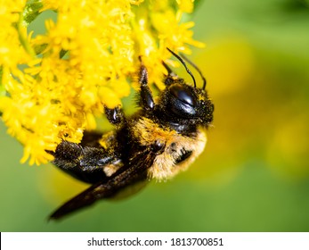 Common Eastern Bumble Bee On Flower