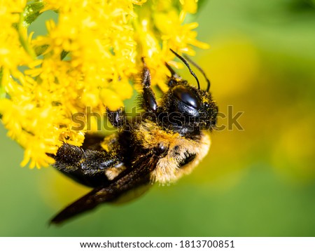 Common Eastern Bumble Bee on Flower