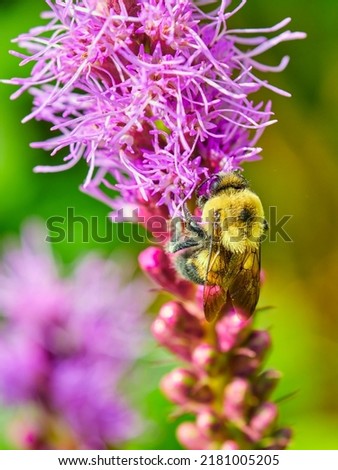 Common eastern bumble bee pollinates a purple dense blazing star 