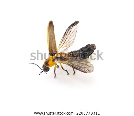 common eastern firefly or big dipper firefly - Photinus pyralis wings open preparing for flight isolated on white background