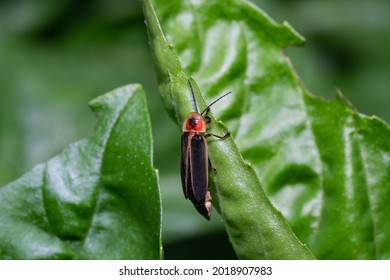 Common Eastern Firefly on Leaf