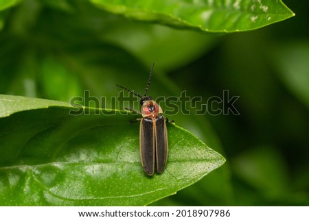 Common Eastern Firefly on Leaf