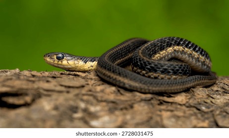 Common eastern snake posing for a photo