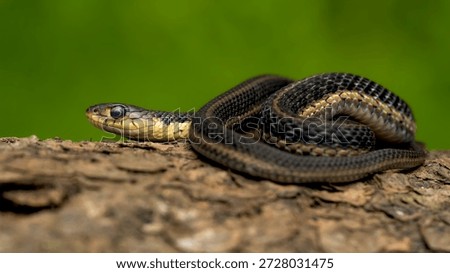 Common eastern snake posing for a photo