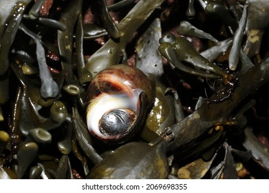 Common Or Edible Periwinkle (a Type Of Sea Snail) Exposed At Low Tide