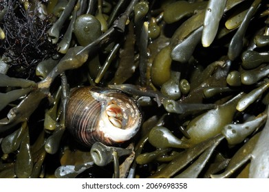 Common Or Edible Periwinkle (a Type Of Sea Snail) Exposed At Low Tide