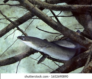 Common Eel Or European Eel, Anguilla Anguilla  