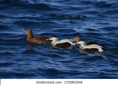 Common Eider Ducks On A Lake