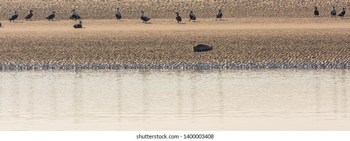 Common eider ducks and common seal with reflections in the Dutch part of the Wadden Sea, The Netherlands.