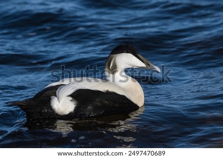 Common eider floating on sea water