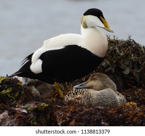 Common Eider Pair