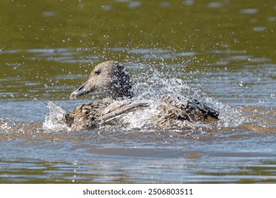 Common eider, St. Cuthbert's duck, Cuddy's duck - Somateria mollissima female washing itslef in water. Photo from Grimsey Island in Iceland.