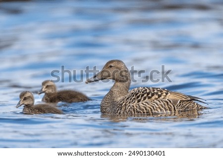 Common eider, St. Cuthbert's duck, Cuddy's duck - Somateria mollissima female with chicks swimming in blue sea. Photo from Snaefellsnes Penisula in Iceland.
