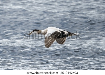 Common eider, St. Cuthbert's duck, Cuddy's duck - Somateria mollissima male flying over blue sea. Photo from Djupivogur in East Iceland.