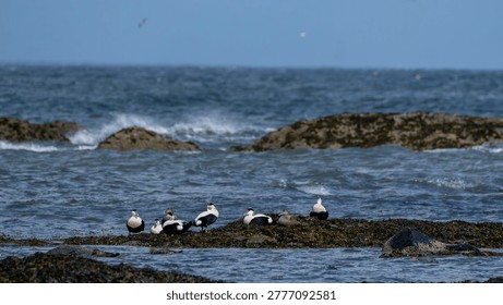 Common Eiders Resting on Tidal Rocks Along the Scottish Coast