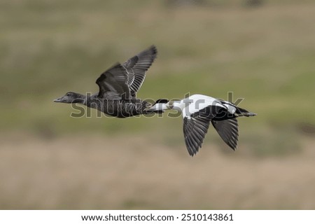 Common eiders, St. Cuthbert's duck, Cuddy's duck - Somateria mollissima female and male flying with meadow in background. Photo from Djupivogur in East Iceland.