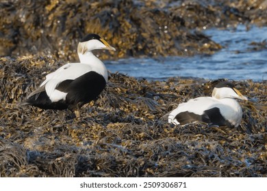 Common eiders , St. Cuthbert's ducks, Cuddy's ducks - Somateria mollissima, two males on seaweed. Photo from Djupivogur in East Iceland.