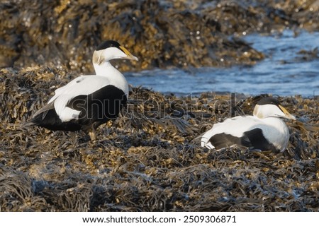 Common eiders , St. Cuthbert's ducks, Cuddy's ducks - Somateria mollissima, two males on seaweed. Photo from Djupivogur in East Iceland.
