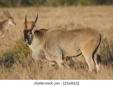 Common Eland