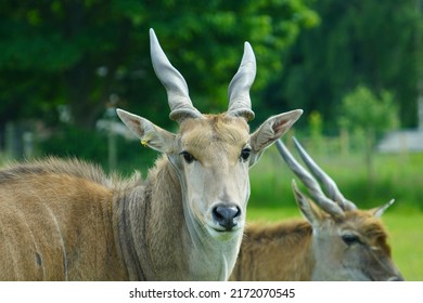 Common Eland In The Sun