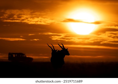 Common elands and jeep silhouetted at sunset - Powered by Shutterstock