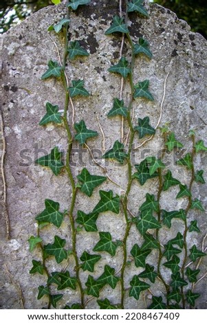 common English ivy (Hedera helix) growing up an old grave head stone in a churchyard