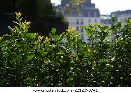 Common or English laurel plant (Prunus laurocerasus Caucasica) photographed in a beautiful garden as a fence in front of an apartment building. Landscaping design idea.