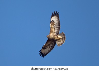 Ein gemeiner oder eurasischer Buzzard (Buteo buteo) in Flug gegen einen klaren blauen Himmel