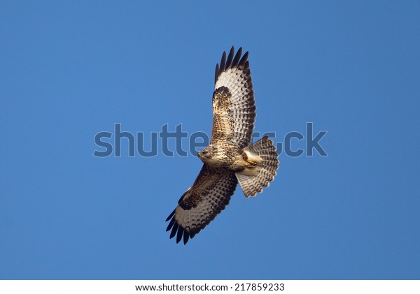 Common Eurasian Buzzard Buteo Buteo Flight Stock Photo (Edit Now) 217859233 Buteo Buteo