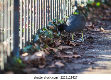 Common Eurasian Coot Foraging During Autumn In Alexandra Park In London, England