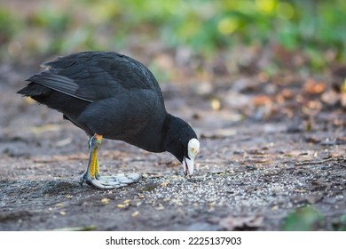 Common Eurasian Coot Foraging During Autumn In Alexandra Park In London, England