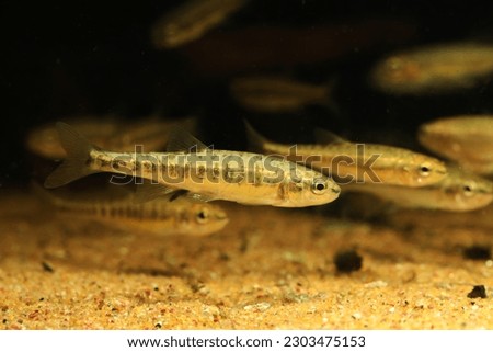 Common Eurasian minnow (Phoxinus phoxinus) 