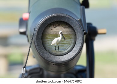 Common Eurasian spoonbill (Platalea leucorodia) in the lens of a spotting scope for birdwatching. Texel, Waddenzee, Netherlands
