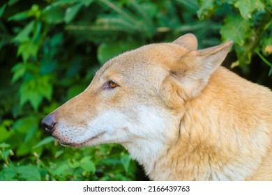 Common Eurasian Wolf Head. Side View. Canis Lupus Familiaris.